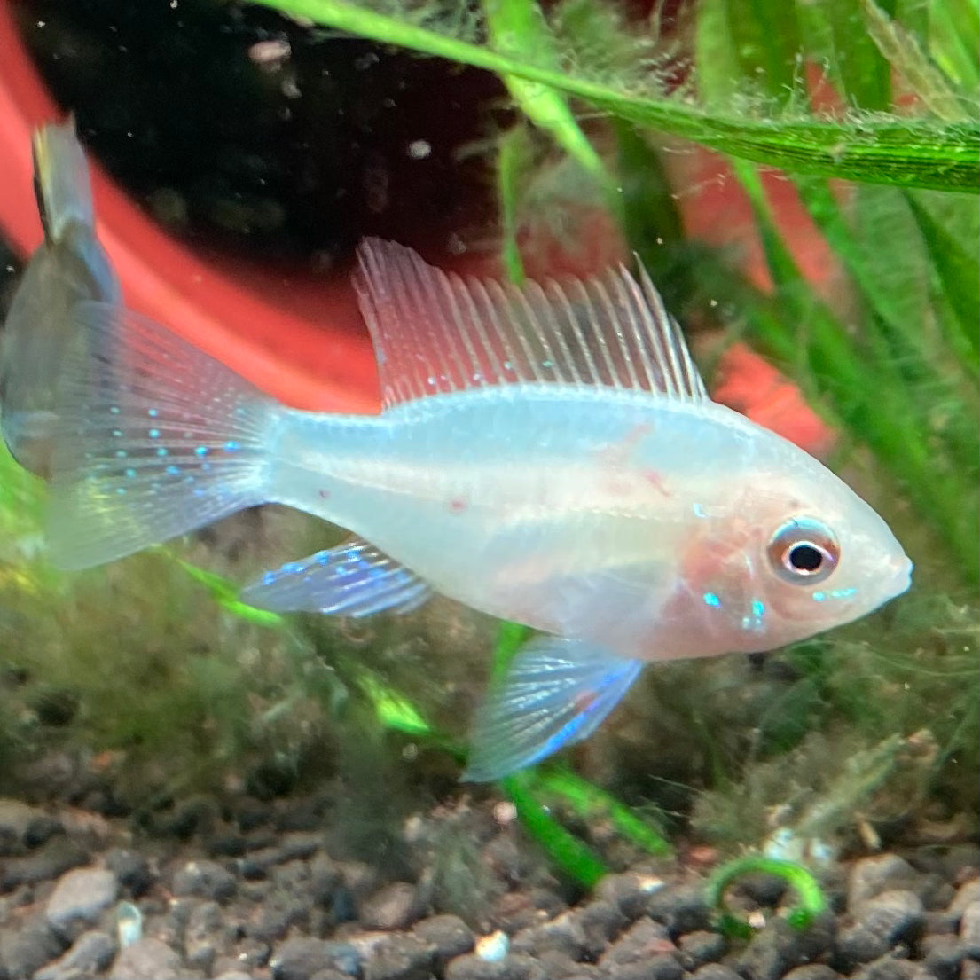 Gold German Ram - Mikrogeophagus Ramirezi