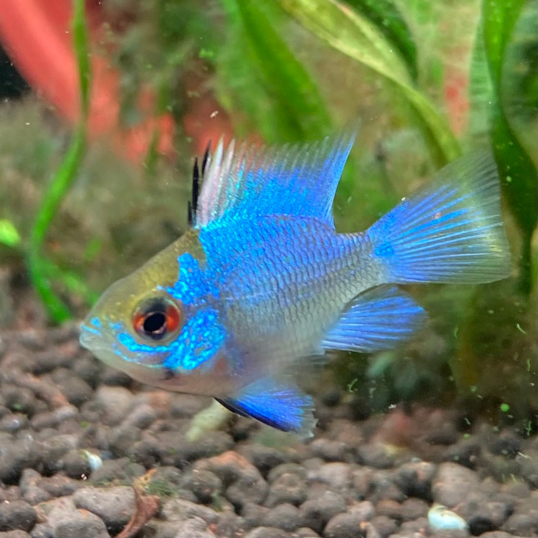 Electric Blue Balloon Ram - Microgeophagus Ramirezi var.