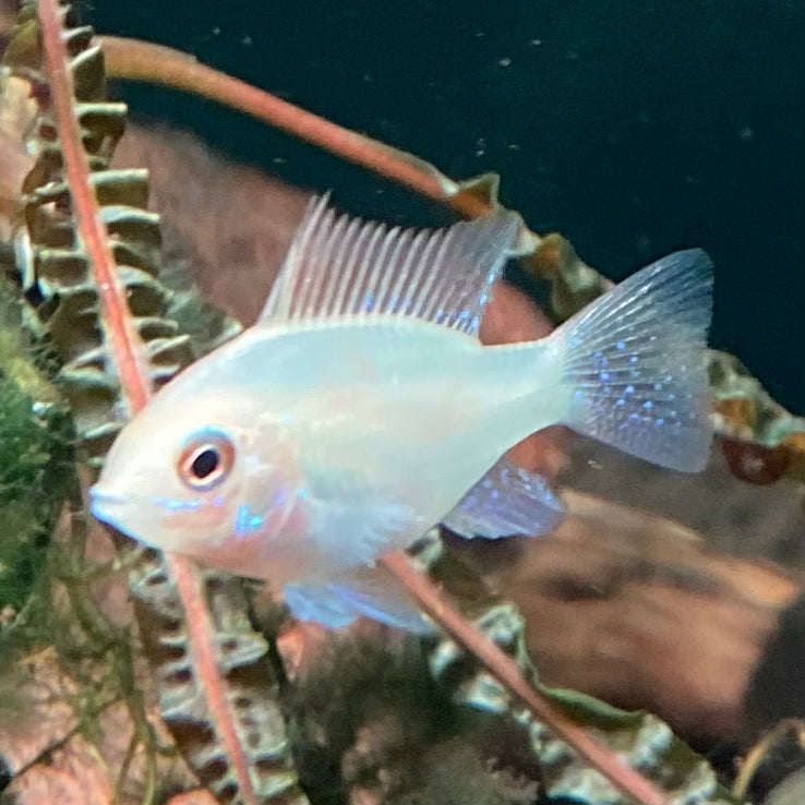 Gold German Ram - Mikrogeophagus Ramirezi