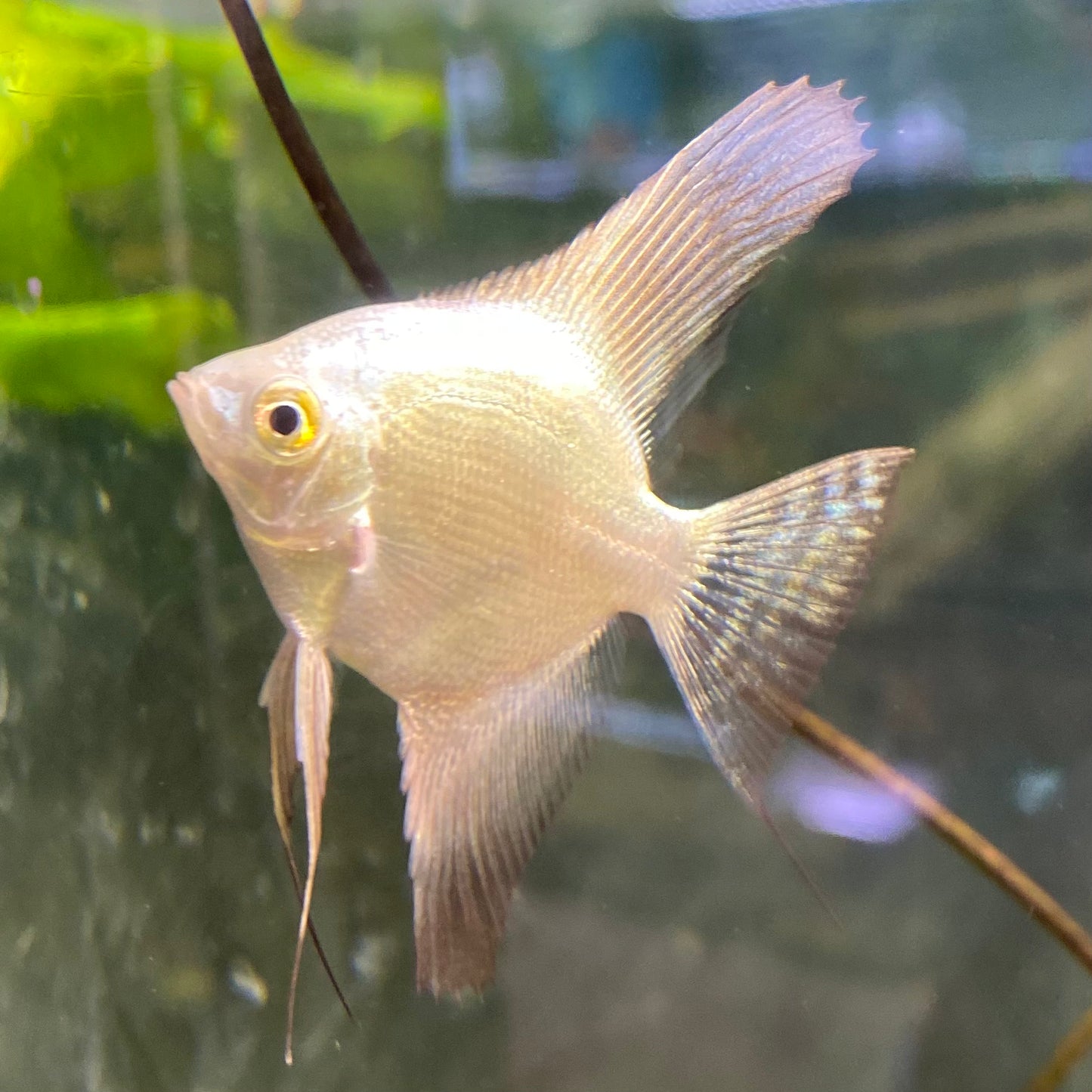 Bulgarian Seal Point Angelfish - Pterophyllum Scalare