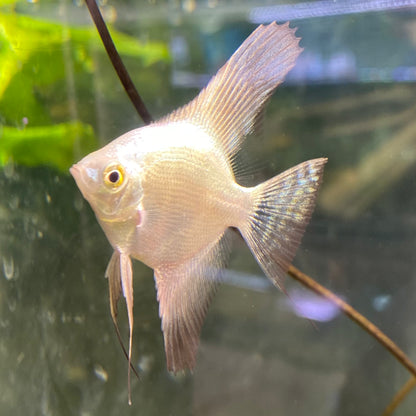 Bulgarian Seal Point Angelfish - Pterophyllum Scalare