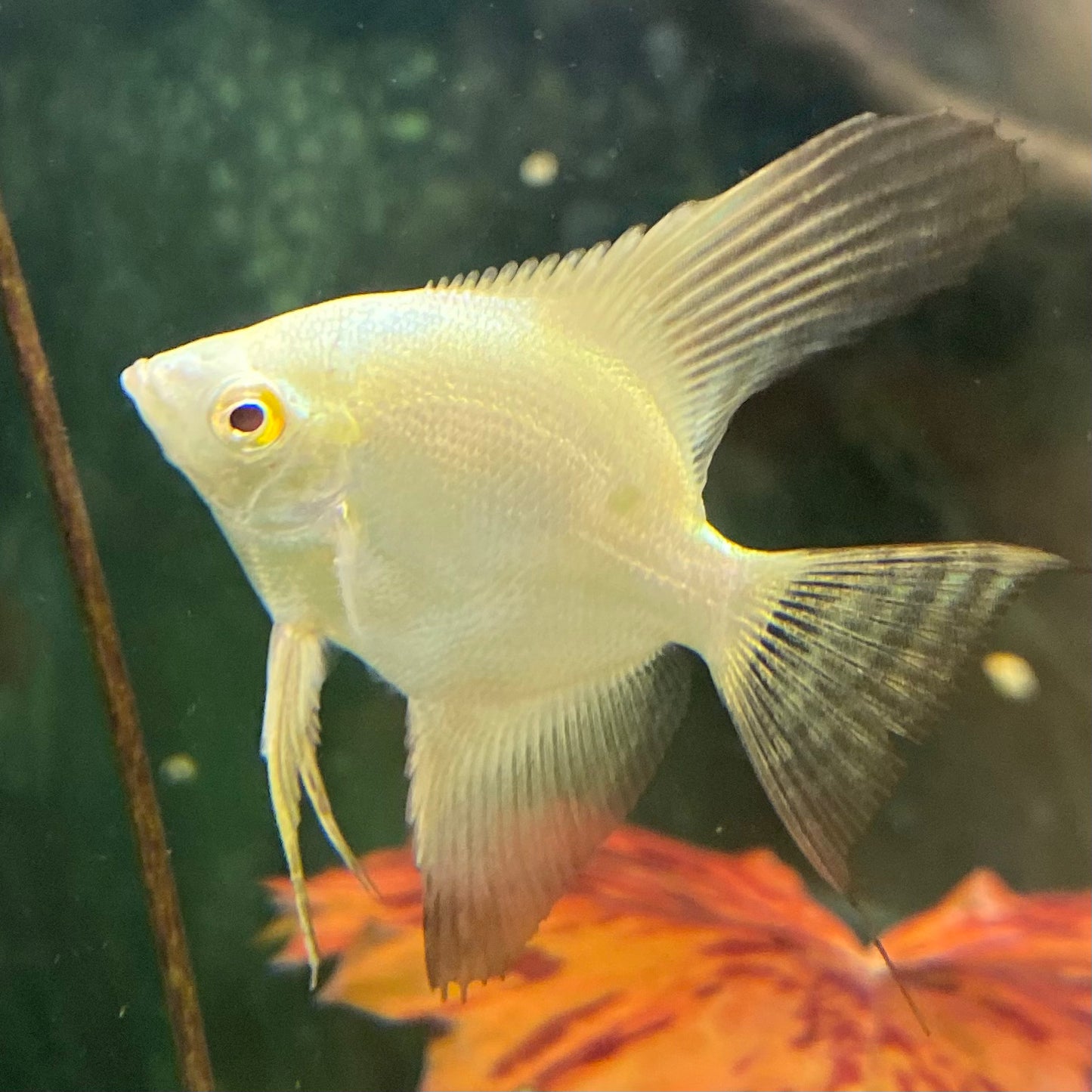 Bulgarian Seal Point Angelfish - Pterophyllum Scalare