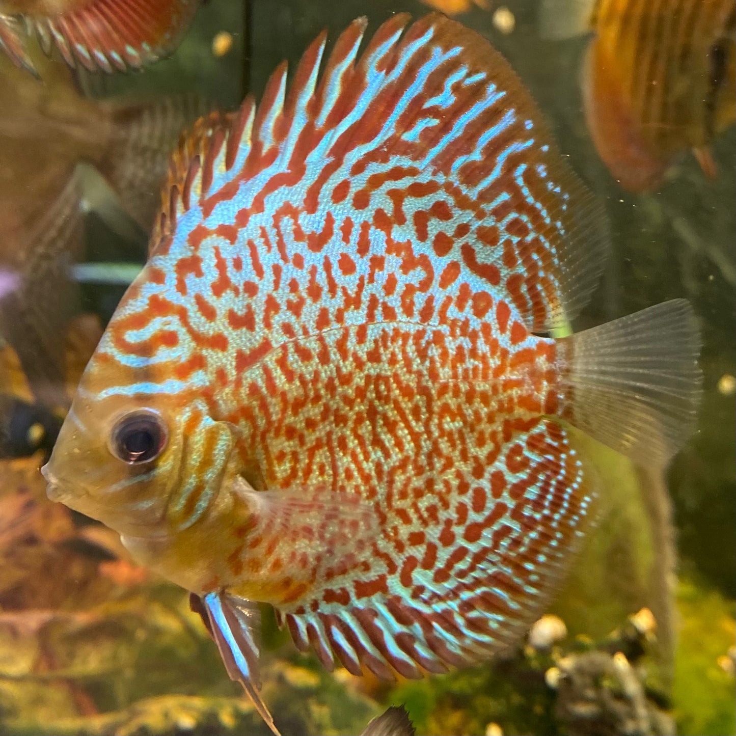 Mosaic Leopard Discus - Symphysodon Aequifasciatus Hybrid