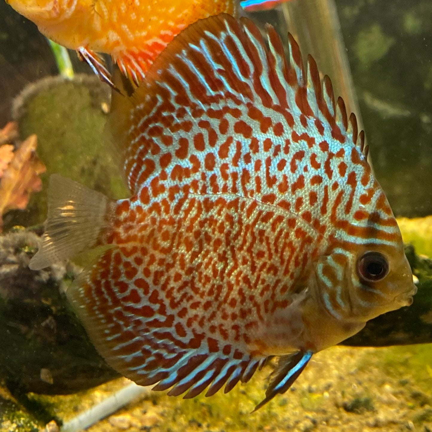 Mosaic Leopard Discus - Symphysodon Aequifasciatus Hybrid