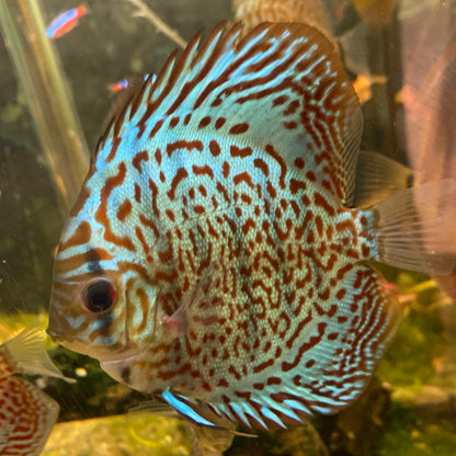 Mosaic Leopard Discus - Symphysodon Aequifasciatus Hybrid