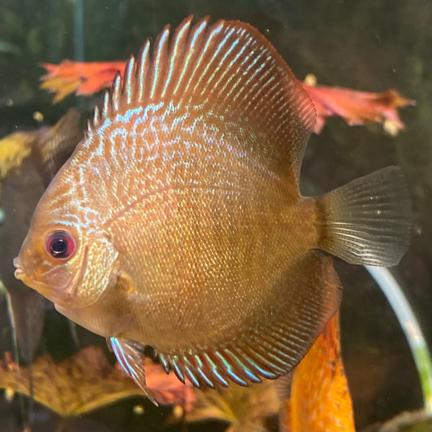 Blue Scorpion Snakeskin Discus - Symphysodon Aequifasciatus var.