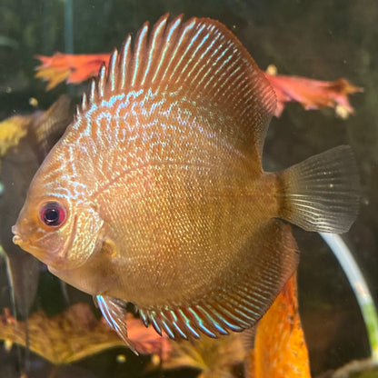 Blue Scorpion Snakeskin Discus - Symphysodon Aequifasciatus var.