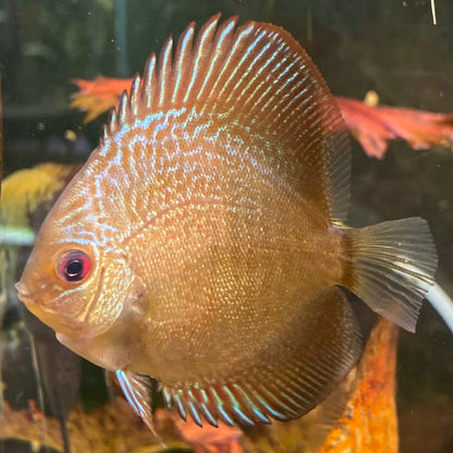 Blue Scorpion Snakeskin Discus - Symphysodon Aequifasciatus var.