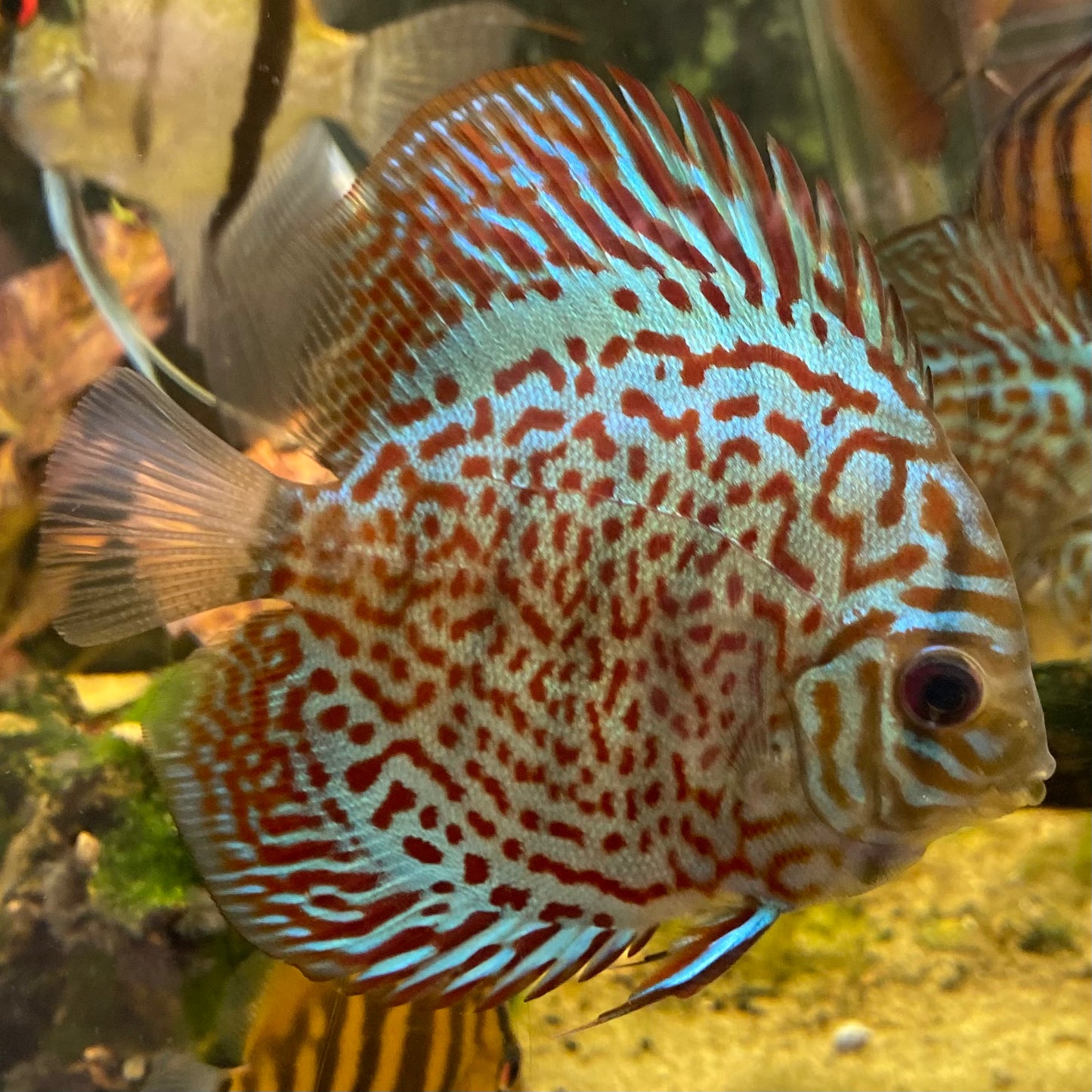 Mosaic Leopard Discus - Symphysodon Aequifasciatus Hybrid