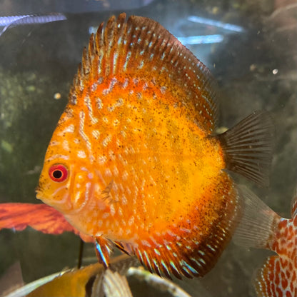 Checkerboard Pigeon Discus