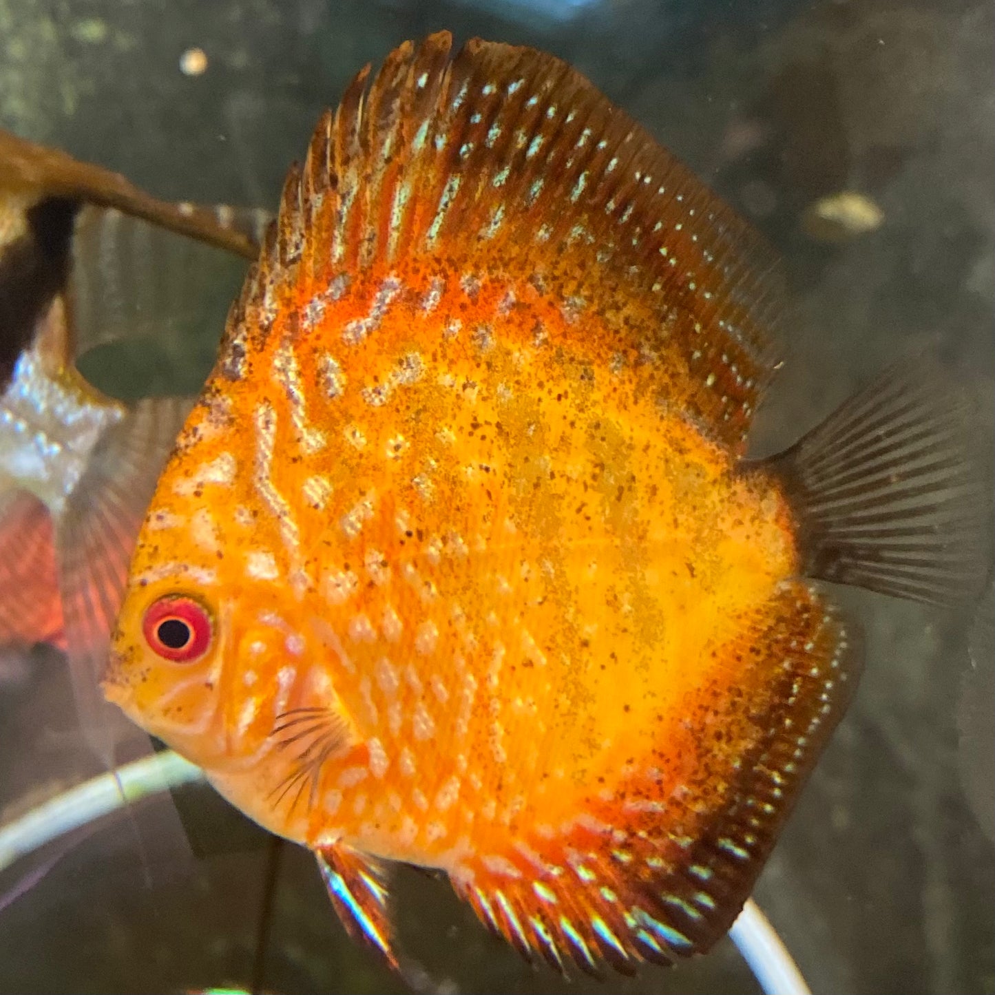 Checkerboard Pigeon Discus
