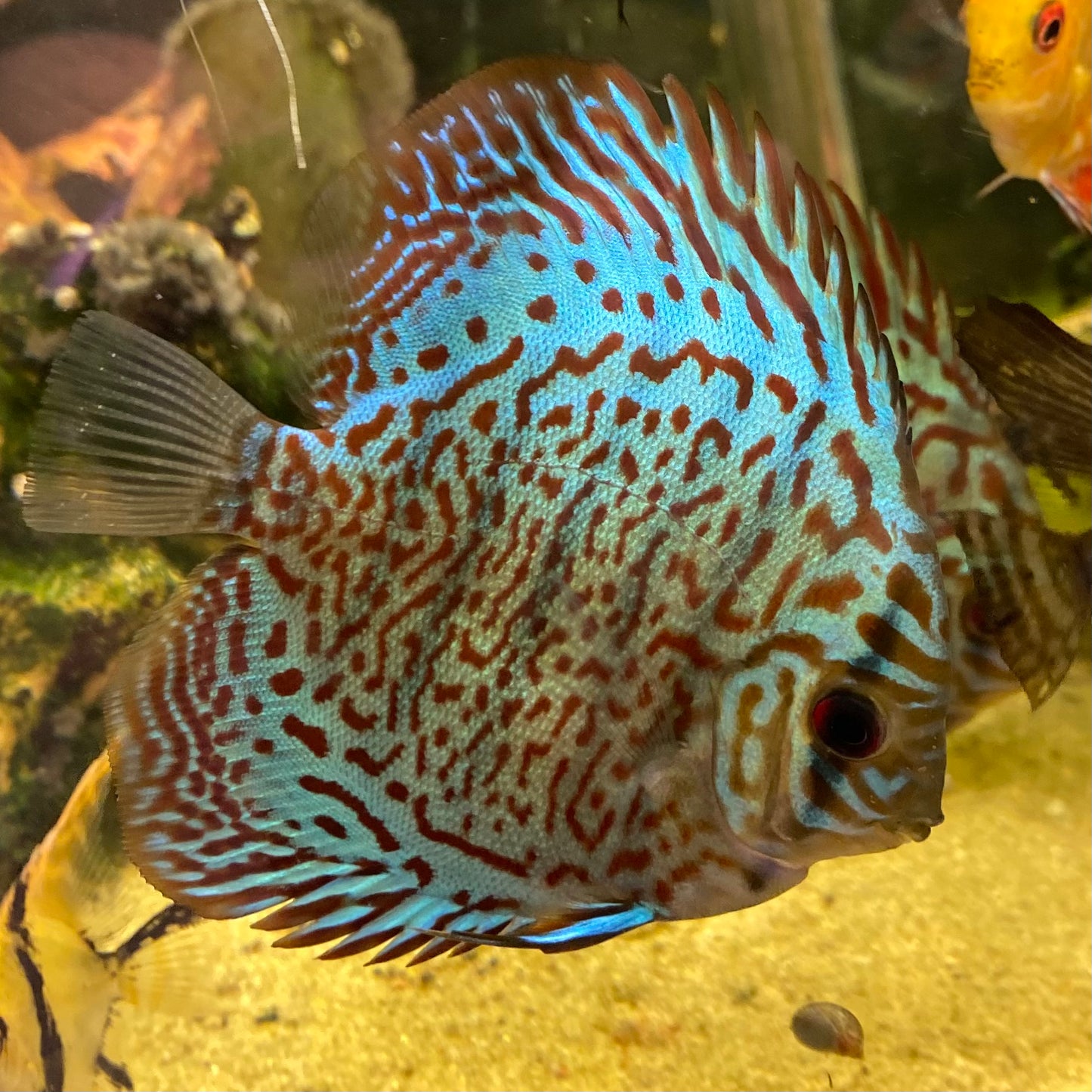 Mosaic Leopard Discus - Symphysodon Aequifasciatus Hybrid