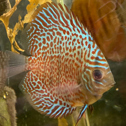 Mosaic Leopard Discus - Symphysodon Aequifasciatus Hybrid