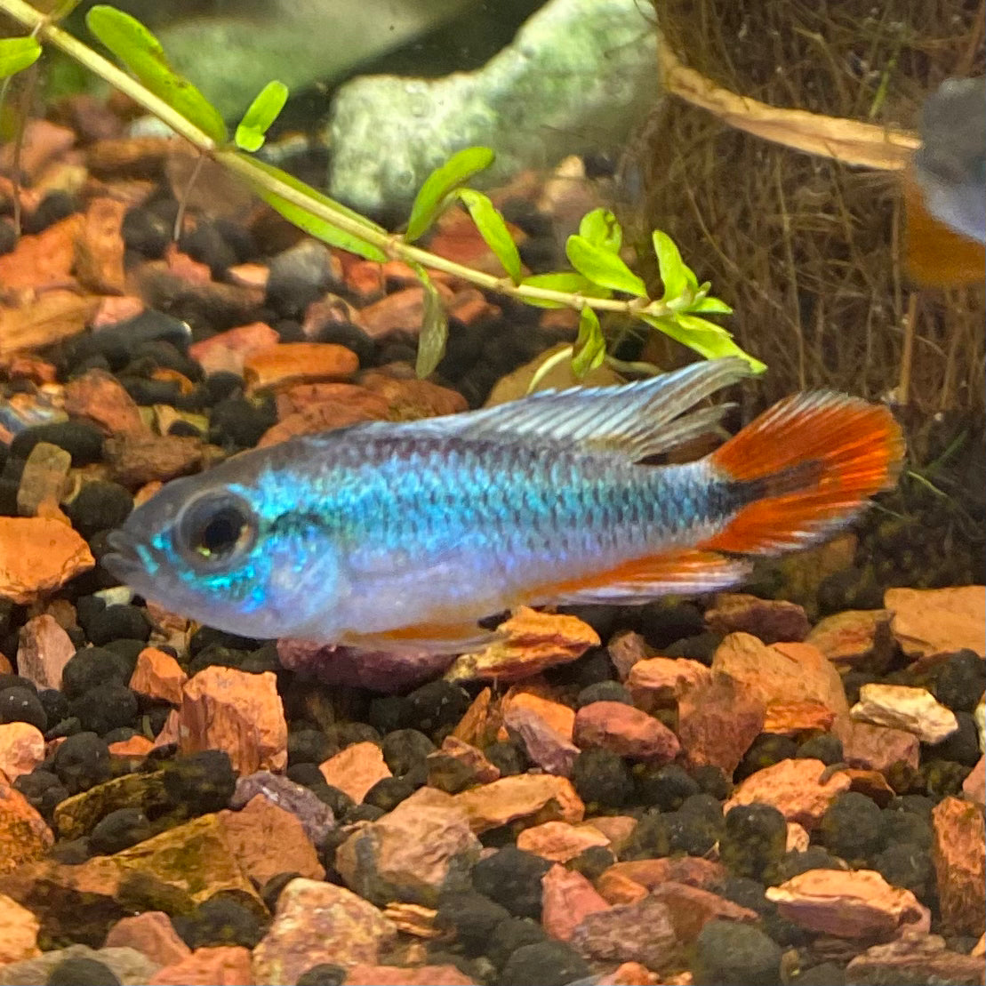 Alenquer Red Tail Agassizii Apistogramma - Apistogramma agassizii