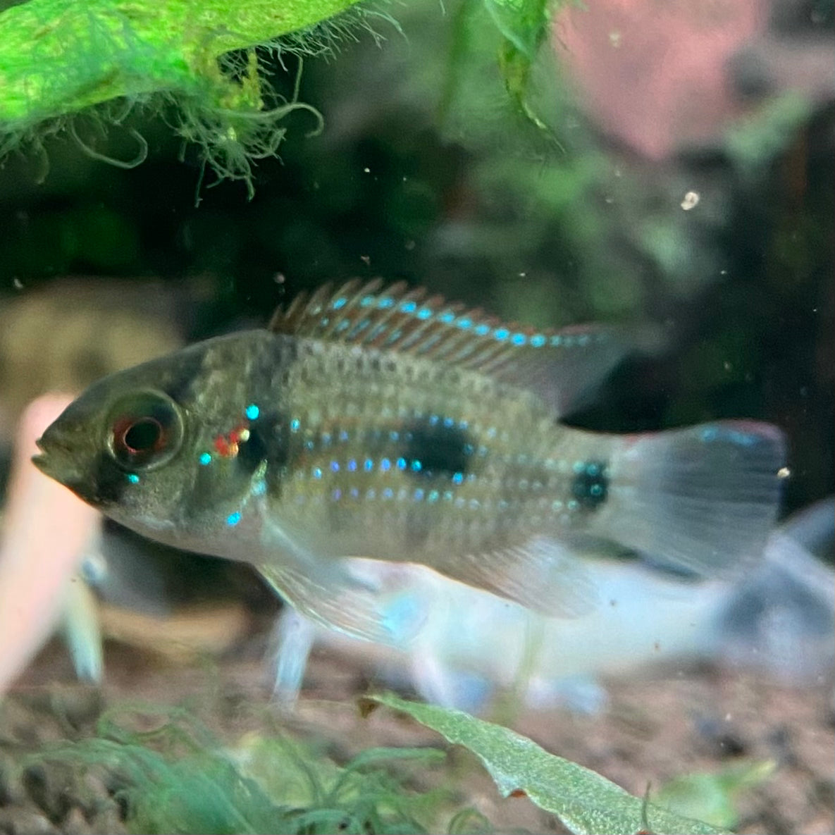 Butterfly Cichlid - Anomalochromis Thomasi