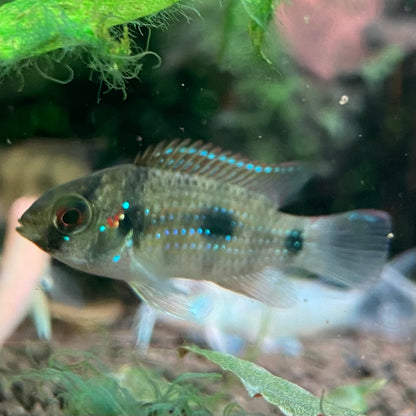 Butterfly Cichlid - Anomalochromis Thomasi