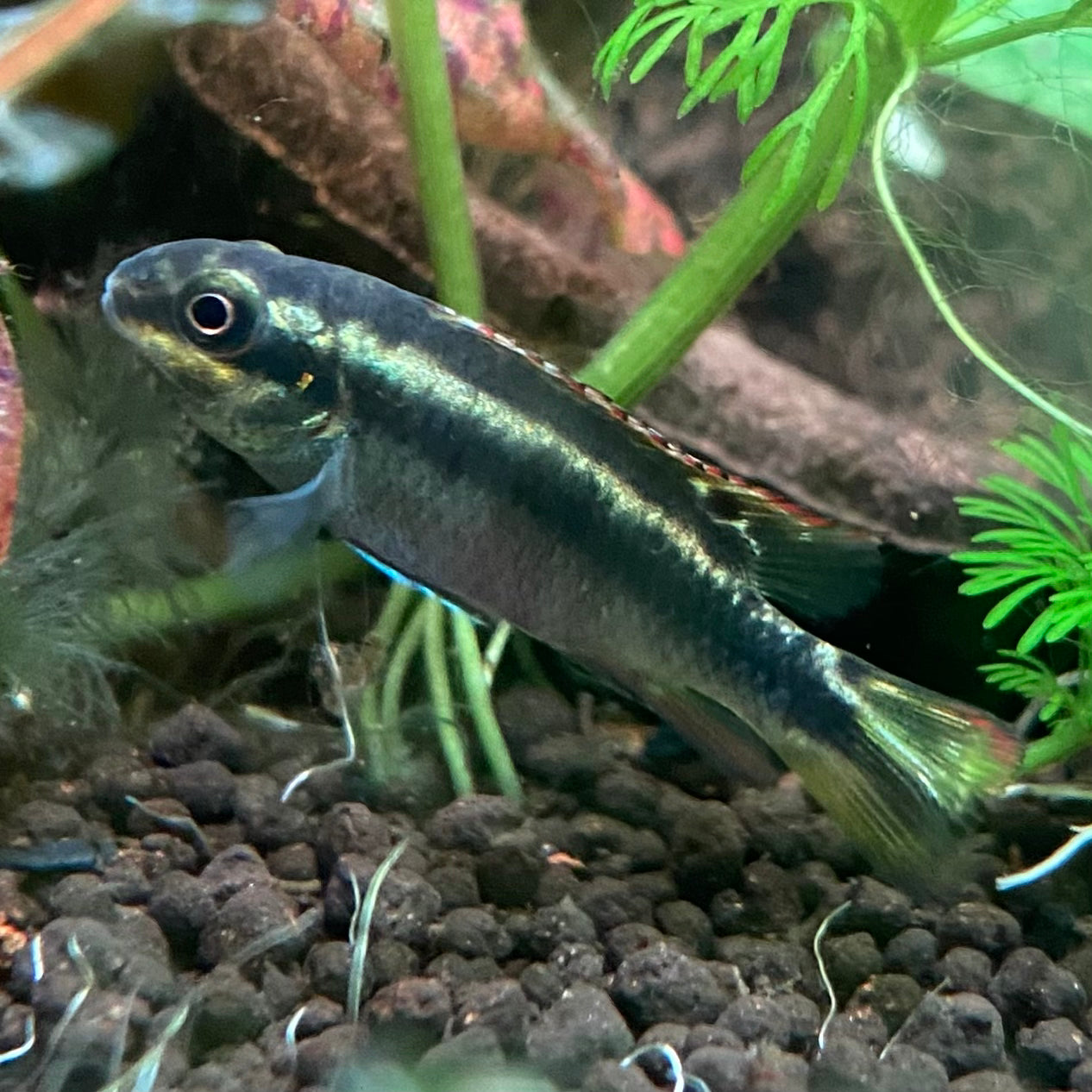 Blue Kribensis - Pelvicachromis Taeniatus “Nigerian Blue”