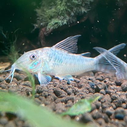 Southern Green Corydora - Corydoras Septentrionalis