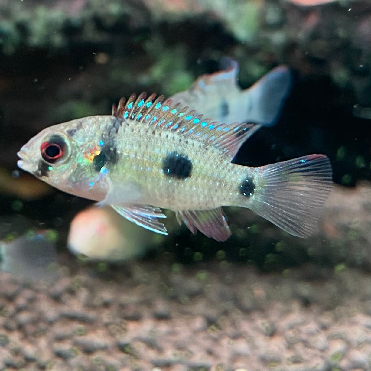 Butterfly Cichlid - Anomalochromis Thomasi