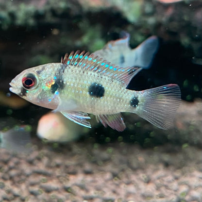 Butterfly Cichlid - Anomalochromis Thomasi