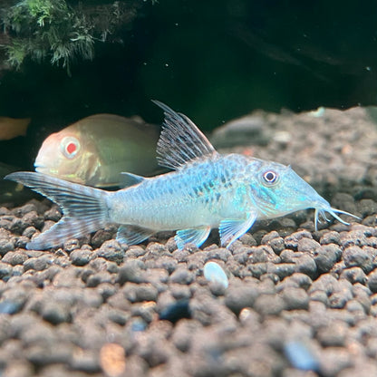Southern Green Corydora - Corydoras Septentrionalis