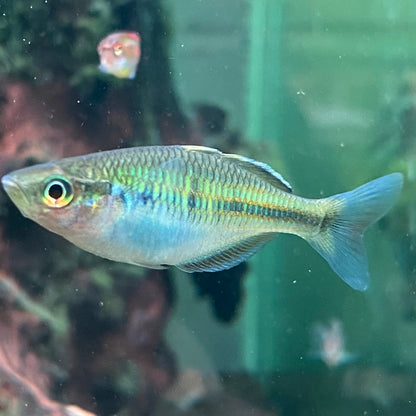 Boseman's Rainbowfish - Melanotaenia Boesemani