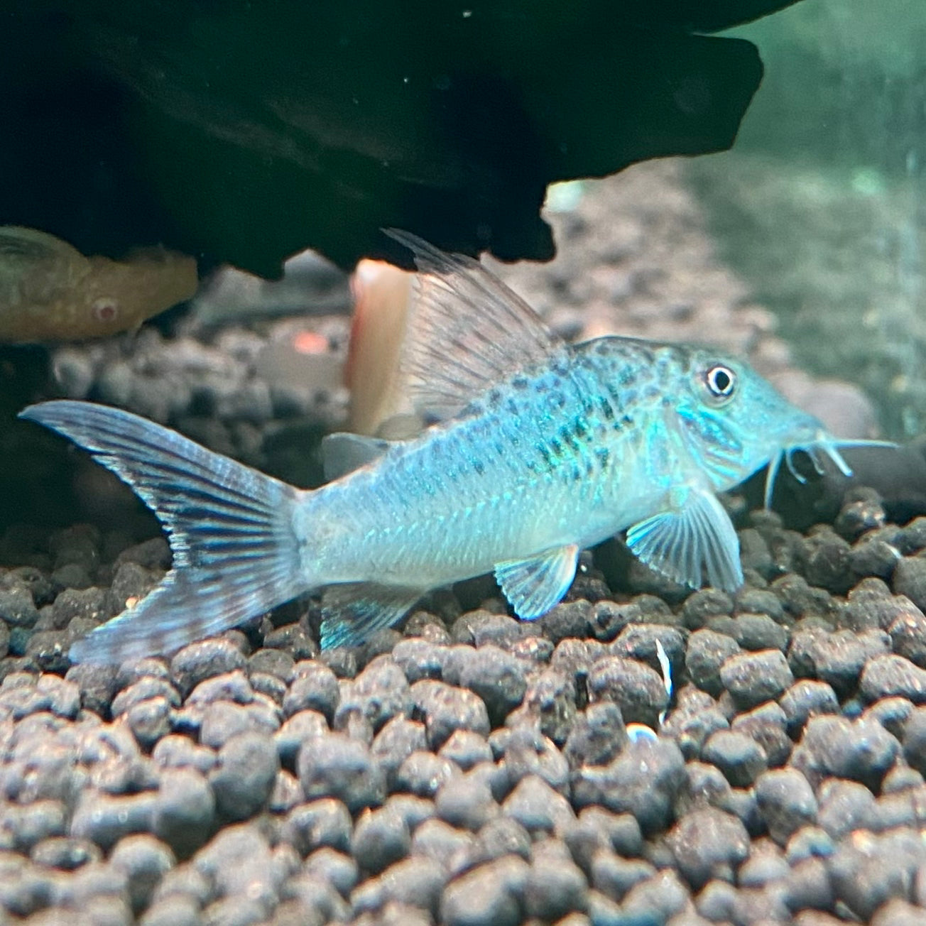 Southern Green Corydora - Corydoras Septentrionalis