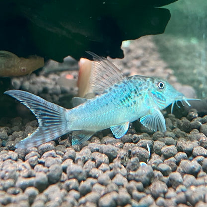 Southern Green Corydora - Corydoras Septentrionalis