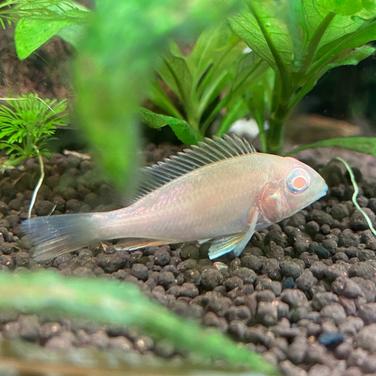 Albino Red Head Tapajos – Geophagus Pyrocephalus var.