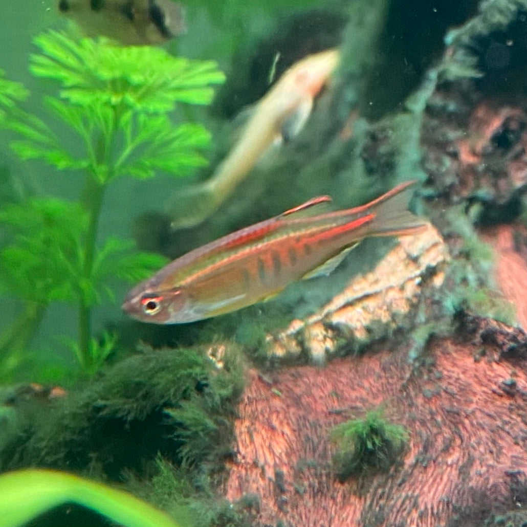 Glowlight Danio