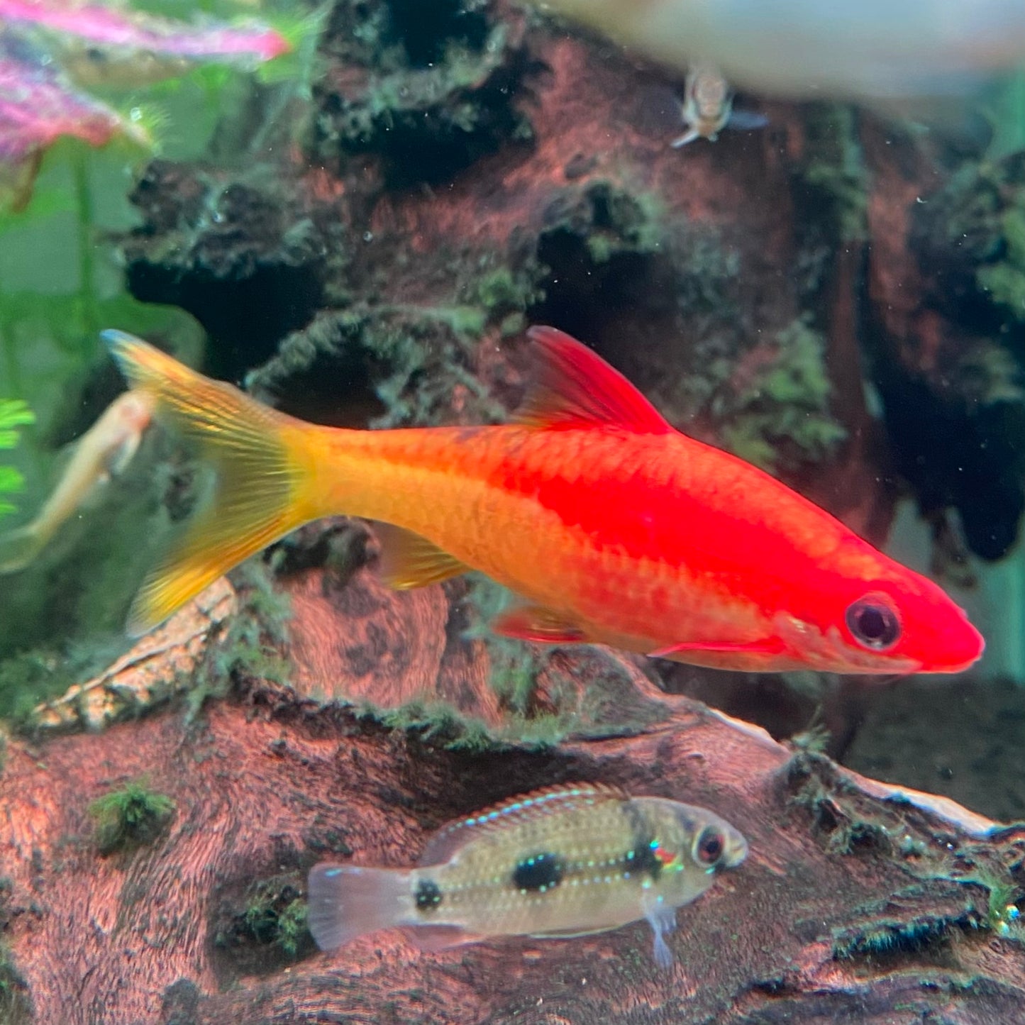 Red Striped Torpedo Gold Barb Grade A - Roseline Shark - Sahyadria Denisoni var
