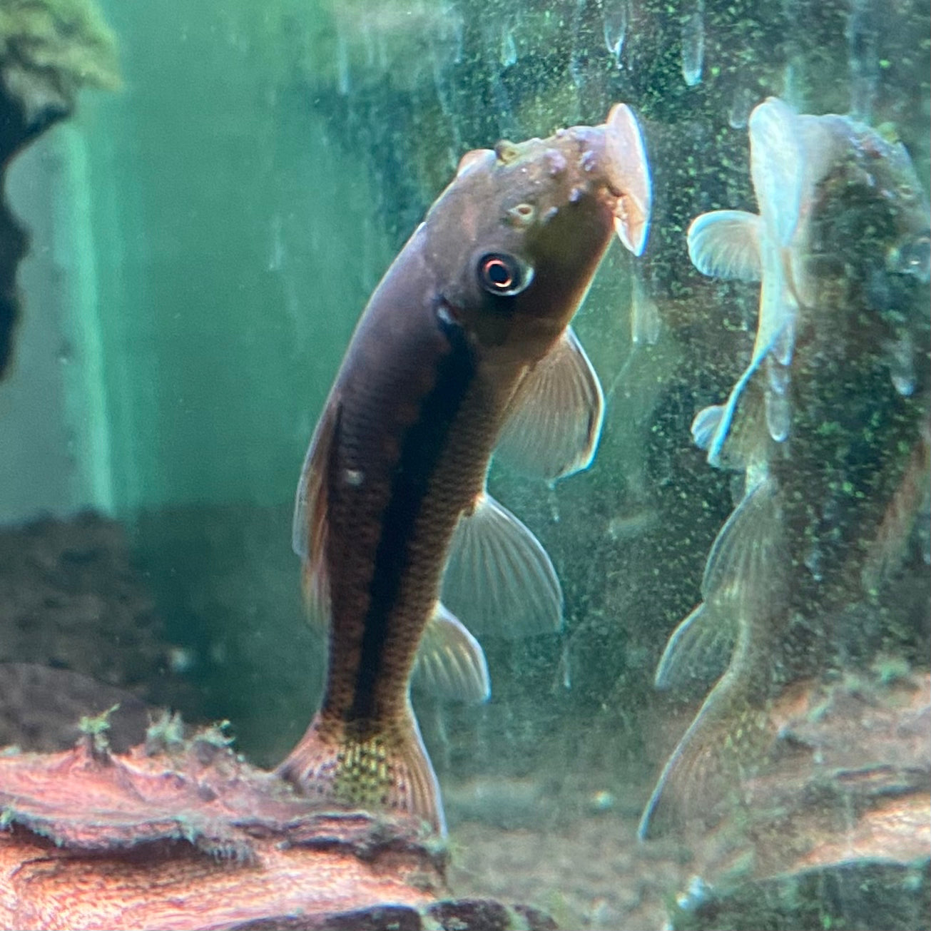 Green Laser Borneo Sucker Loach - Pseudogastromyzon Lepidogaster