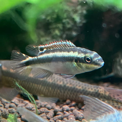 Blue Kribensis - Pelvicachromis Taeniatus “Nigerian Blue”