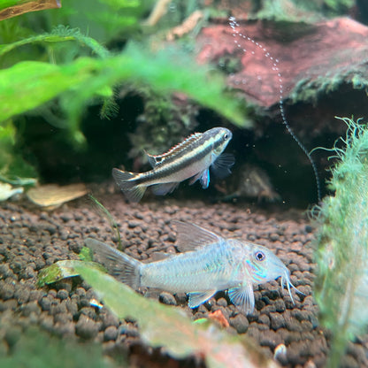 Blue Kribensis - Pelvicachromis Taeniatus “Nigerian Blue”