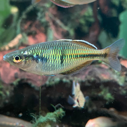 Boseman's Rainbowfish - Melanotaenia Boesemani