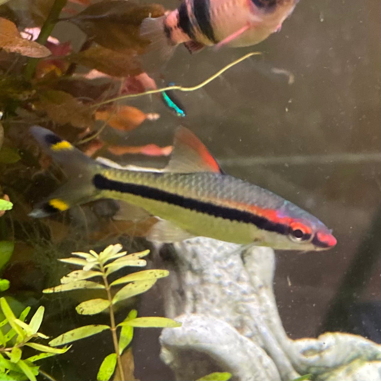 Denison Barb