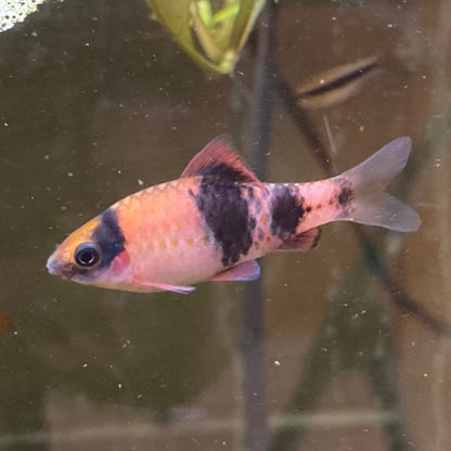 Melon/Striped Panda Barb - Barbus Melanampyx (Panda)