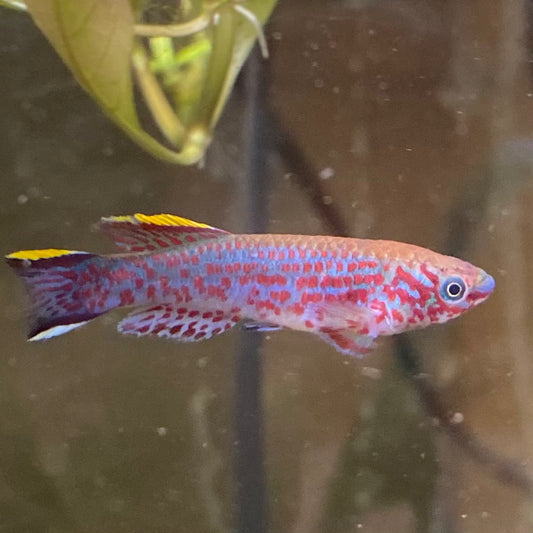 Gardneri Killi - Aphyosemion Gardneri