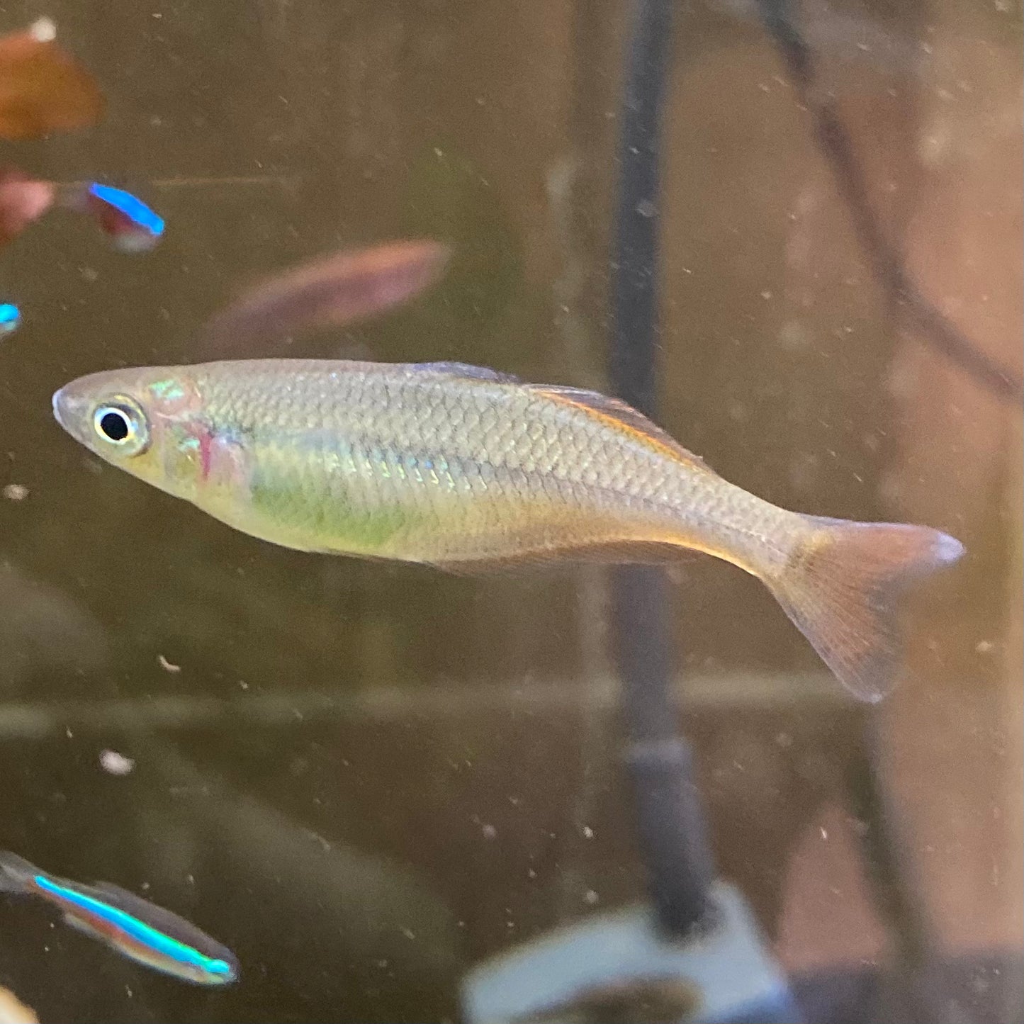 Bleher's Rainbowfish - Chilatherina Bleheri