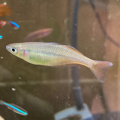 Bleher's Rainbowfish - Chilatherina Bleheri