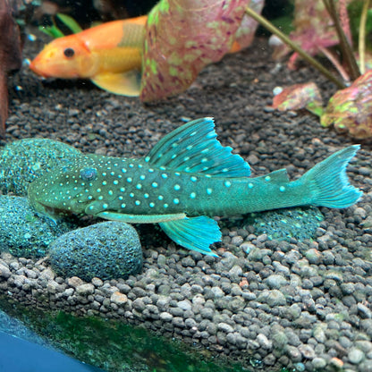 Blue Phantom Pleco L128