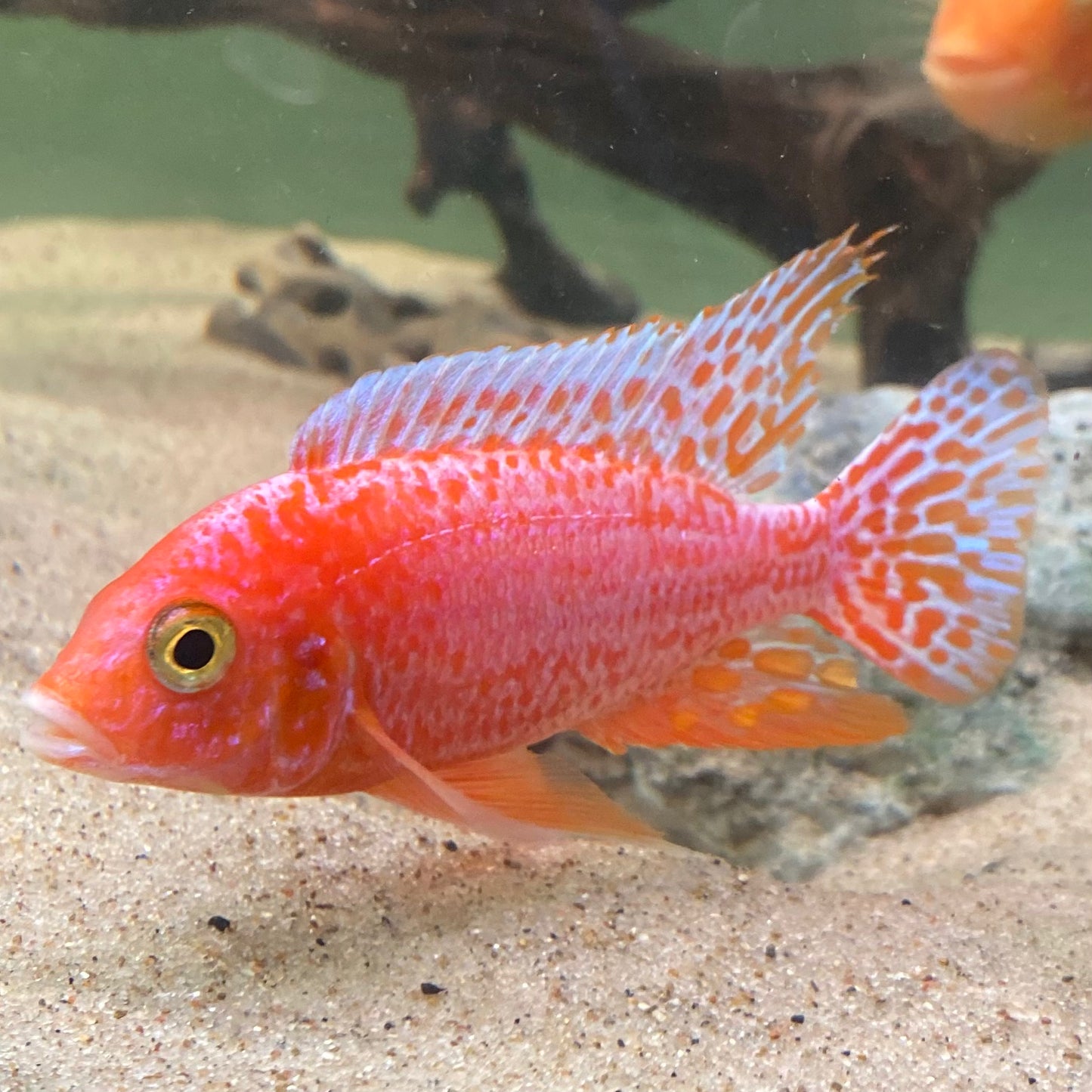Pink Peacock Cichlid - Aulonocara sp.