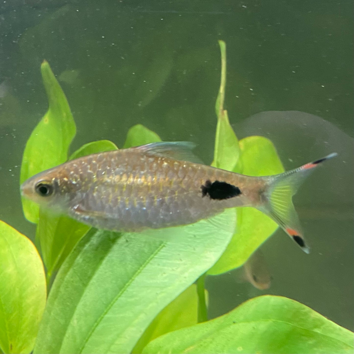 Mahecola Barb - Barbus Mahecola
