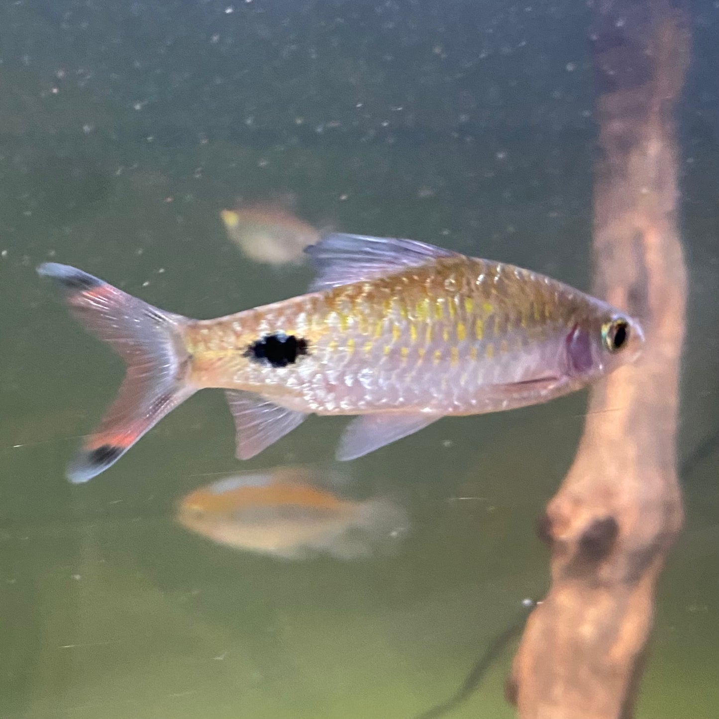 Mahecola Barb - Barbus Mahecola