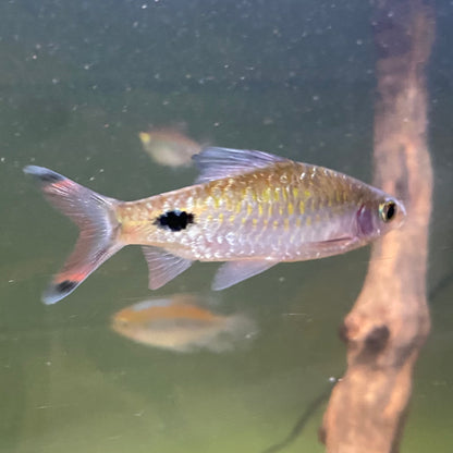 Mahecola Barb - Barbus Mahecola