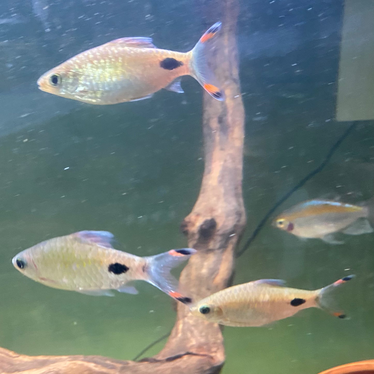 Mahecola Barb - Barbus Mahecola