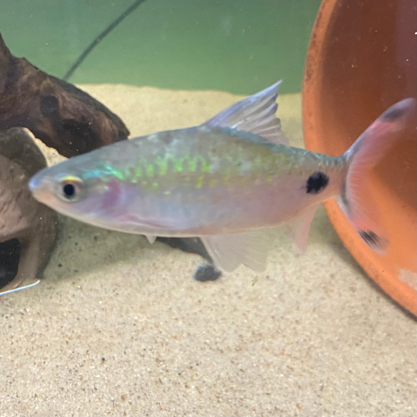 Mahecola Barb - Barbus Mahecola