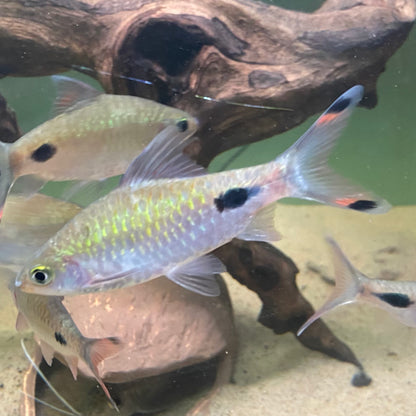 Mahecola Barb - Barbus Mahecola