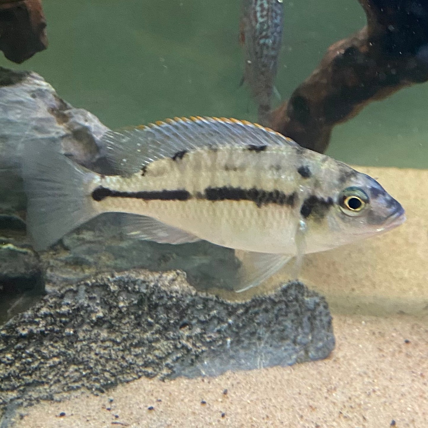 Red Empress Cichlid - Protomelas Taeniolatus