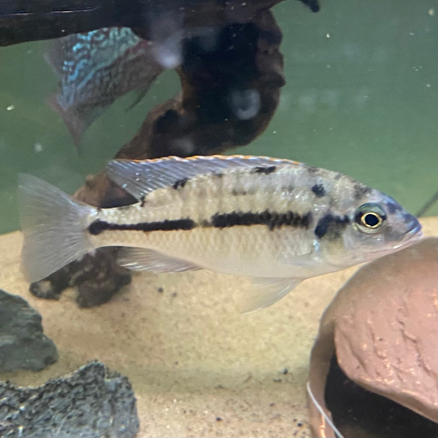 Red Empress Cichlid - Protomelas Taeniolatus